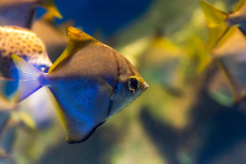 Monodactylus argenteus or silver mono fish in a brackish water aquarium with other fish