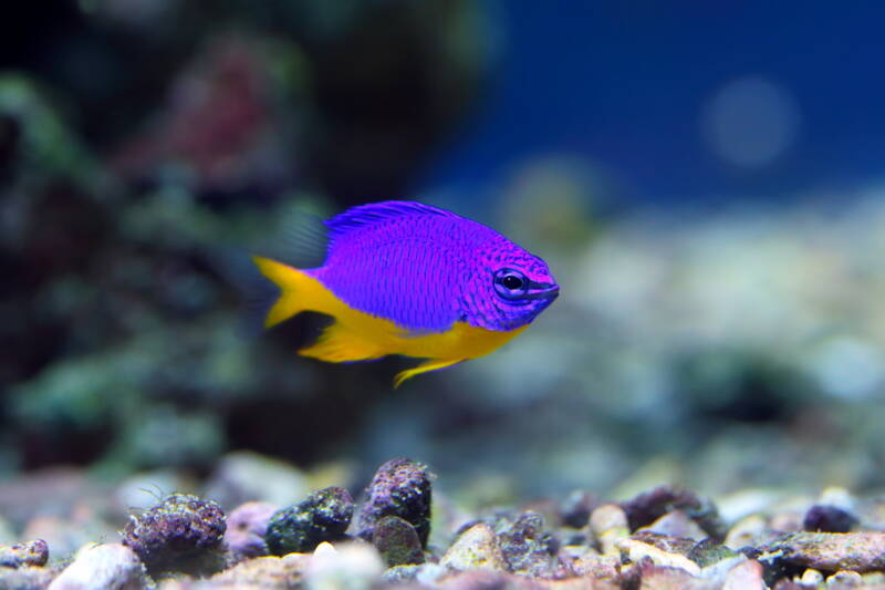 Chrysiptera hemicyanea also known as Azure Damselfish swimming close to reef tank bottom.