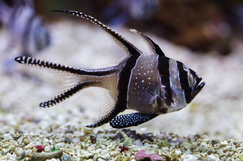 Pterapogon kauderni also known as Banggai cardinal fish swimming near sandy bottom in a saltwater aquarium.