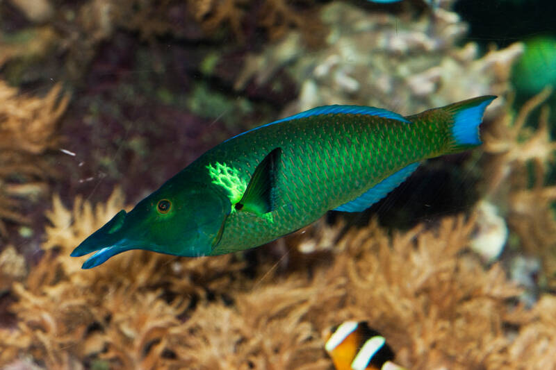 Gomphosus varius known as bird wrasse swimming near anemone and clownfish