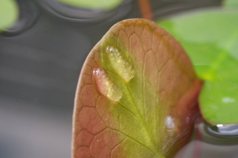 Clear jelly-like sacs of bladder snail's eggs laid under the lilypad