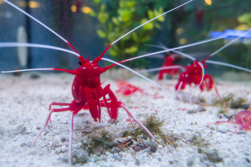 Group of Blood red fire shrimp on a white substrate in a reef tank