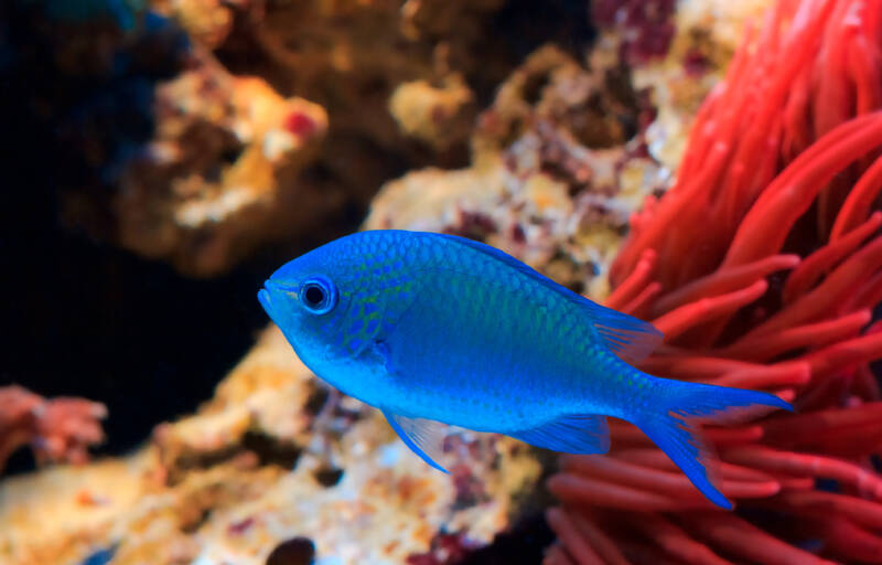 Blue chromis swimming near by a red anemone in a reef tank