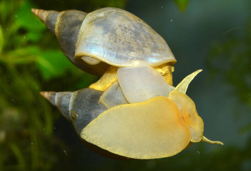 Mating of Lymnaea stagnalis in a freshwater aquarium