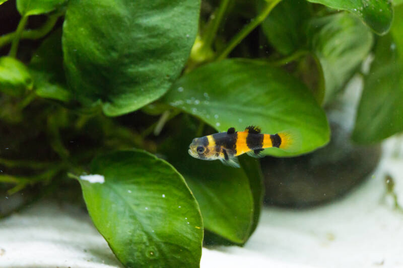 Brachygobius doriae known as well as bumblebee goby swimming in aquarium with dwarf anubias plants and white sand