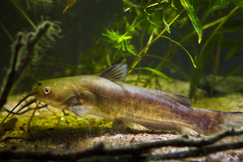 Channel catfish swimming in aquaponic large tank