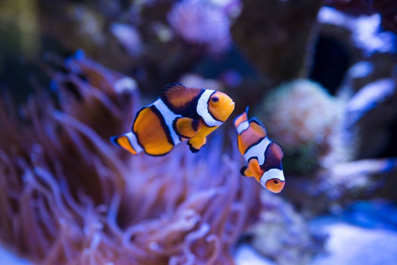 Pair of clownfish swimming in a pink anemone in a reef tank