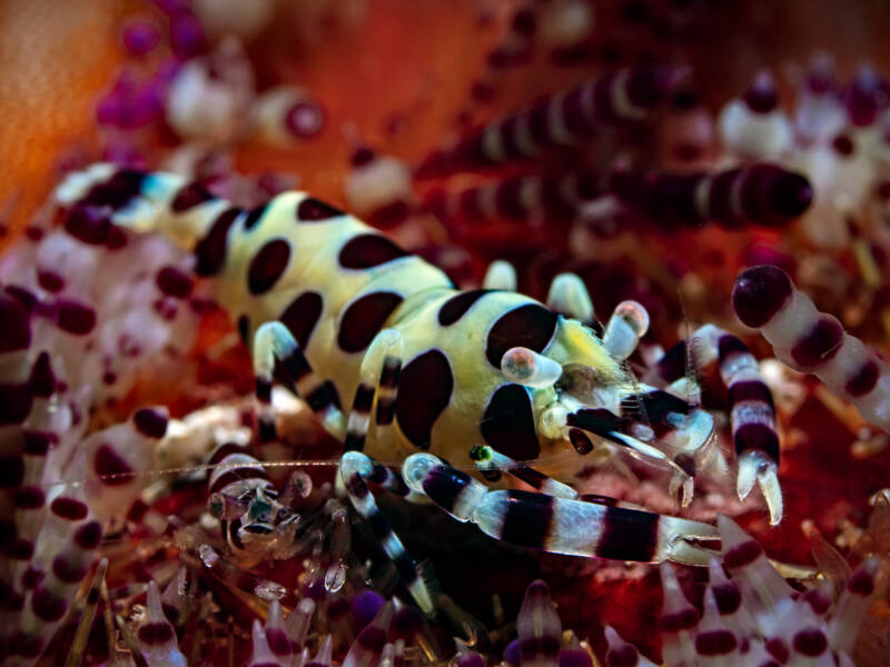 Periclimenes colemani known as well as Coleman shrimp on a coral in the sea