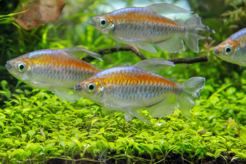 congo tetra group in a planted tank