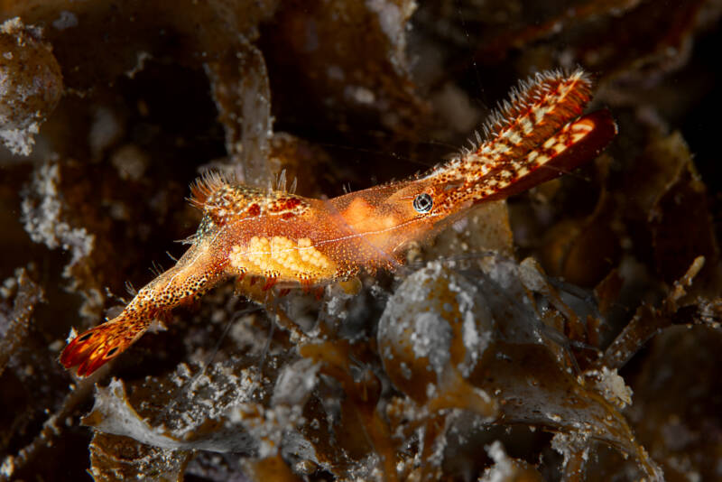 Leander plumosus known as well as Donald duck shrimp marco shot in saltwater