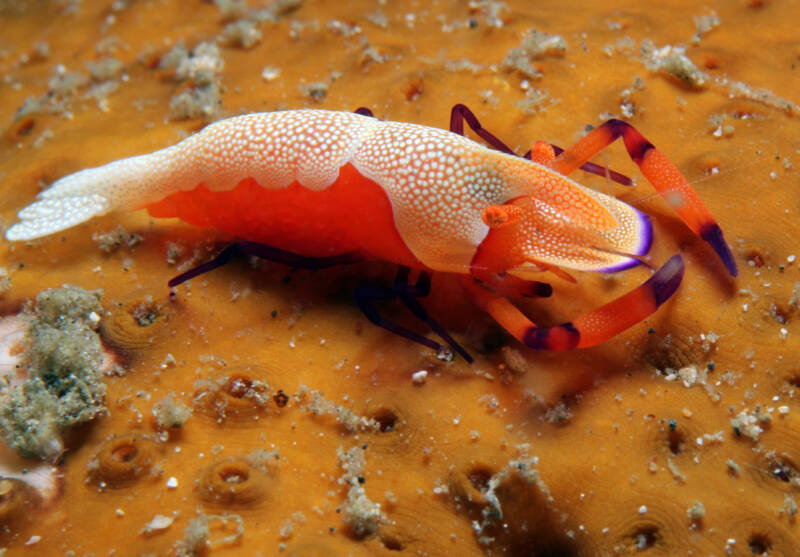 Periclimenes imperator known commonly as commensal emperor shrimp on a red sea cucumber