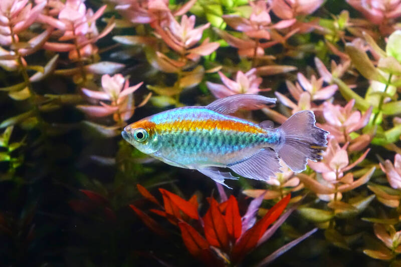 Feeding tips for congo tetra fish