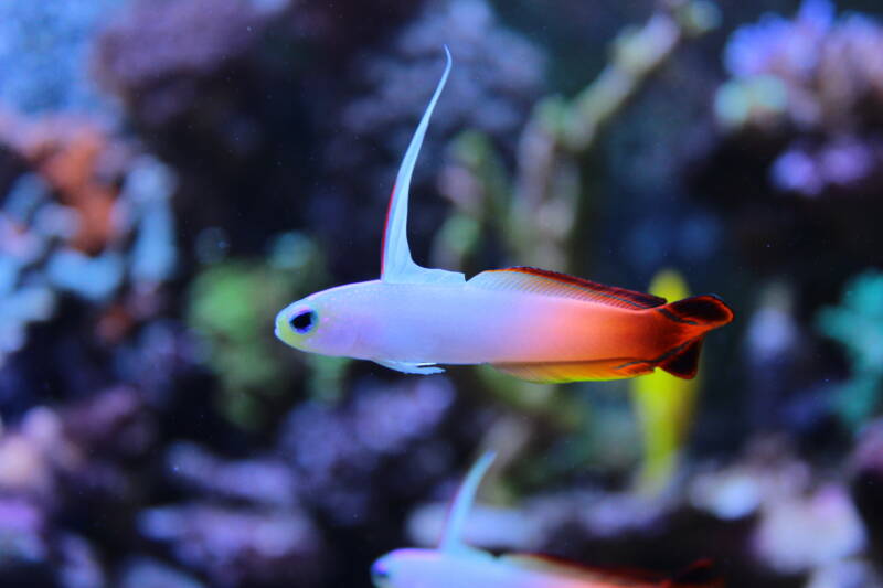 Nemateleotris magnifica known commonly as firefish swimming in a reef tank