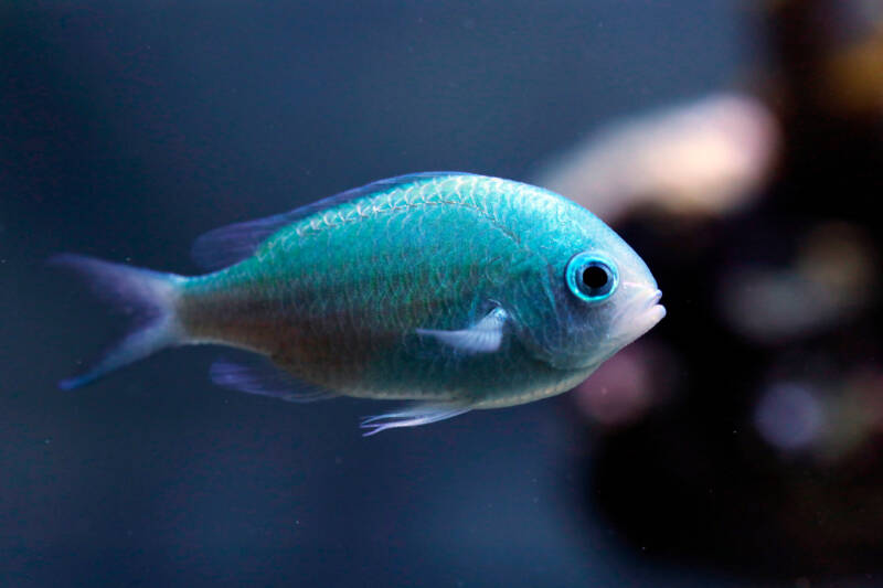 Chromis viridis known commonly as Blue Green Chromis macro shot in saltwater aquarium