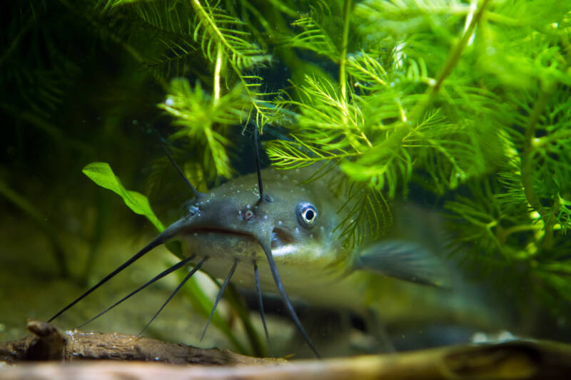 Ictalurus punctatus better known as Channel catfish on the bottom of a tank with plants