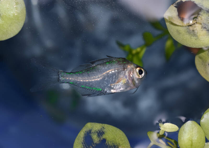 Parambassis ranga known as well as Indian glass fish swimming in a brackish water aquarium with plants