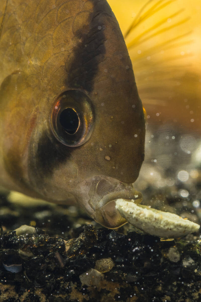 Keyhole cichlid is eating a pellet at the tank's bottom