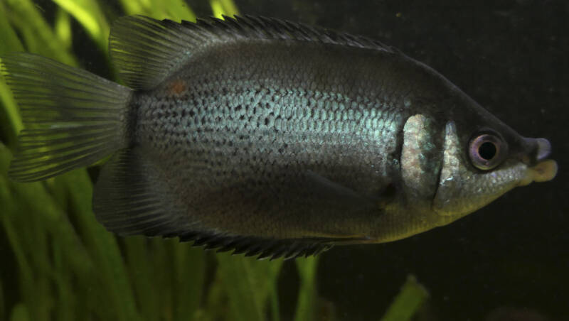 Wild kissing gourami close up in a planted aquarium