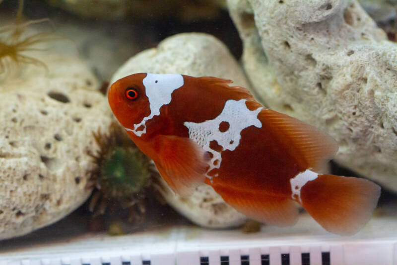 Lightning Maroon Clownfish (Premnas biaculeatus) a captive bred variation of maroon clownfish swimming against white rocks and anemones in a reef tank