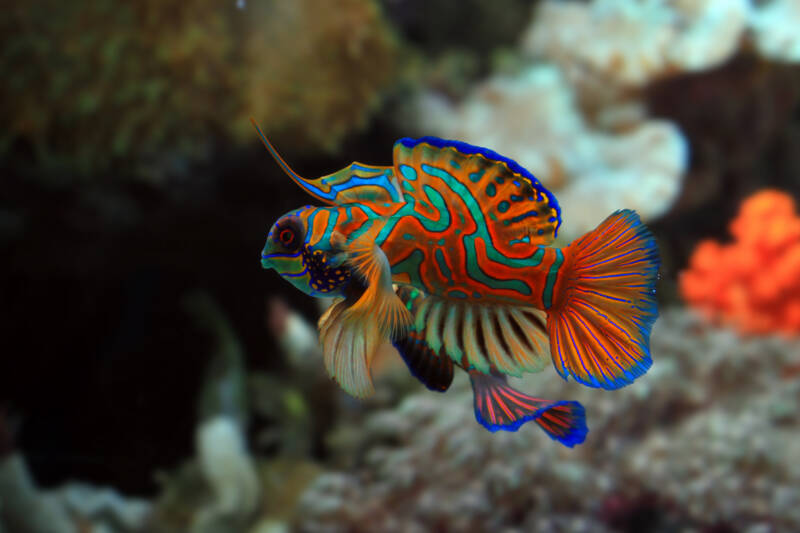 Mandarine fish also known as Dragonets swimming in a reef tank