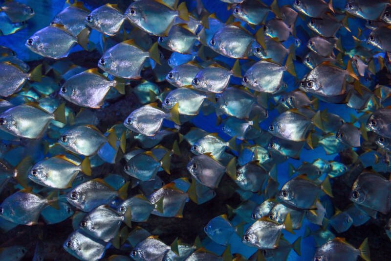 Schooling Monodactylus argenteus also known as mono fish, swimming in a brackish water