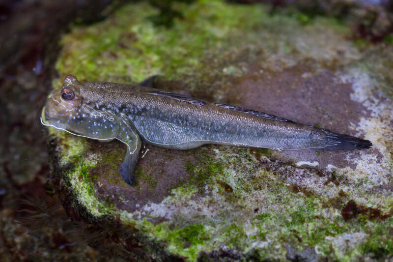 Periophthalmus barbarus known as well as African mudskipper on a rock with algae in brackish paludarium