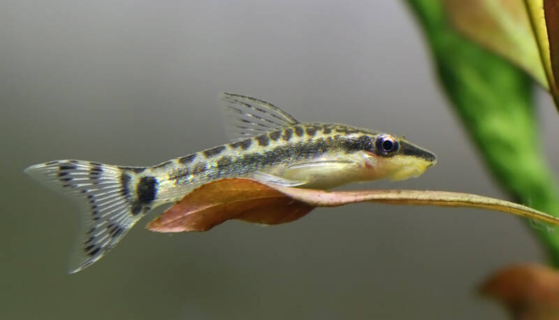 Otocinclus staying on the leaf in a pond