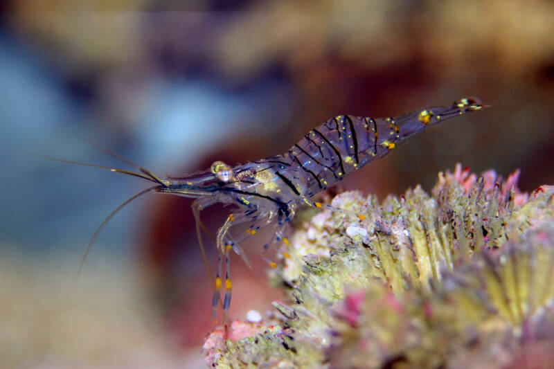 Palaemon elegans known as well as rockpool shrimp or common prawn on a coral in a reef tank