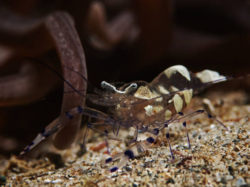 Periclimenes brevicarpalis known as well as Glass Anemone Shrimp on a sandy bottom of saltwater aquarium