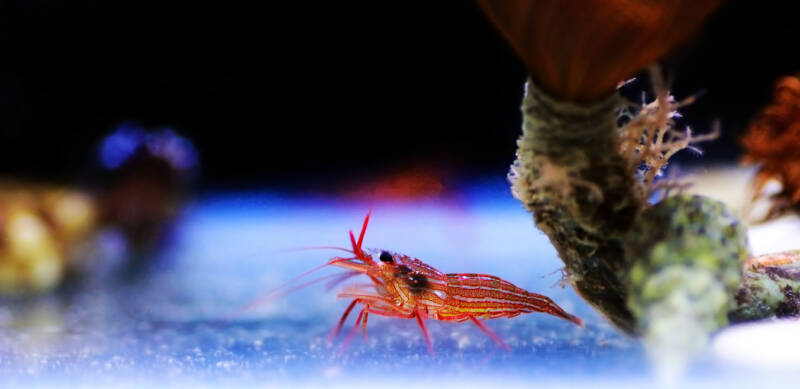 Lysmata wurdemanni known as well as Peppermint shrimp in a reef tank with anemones