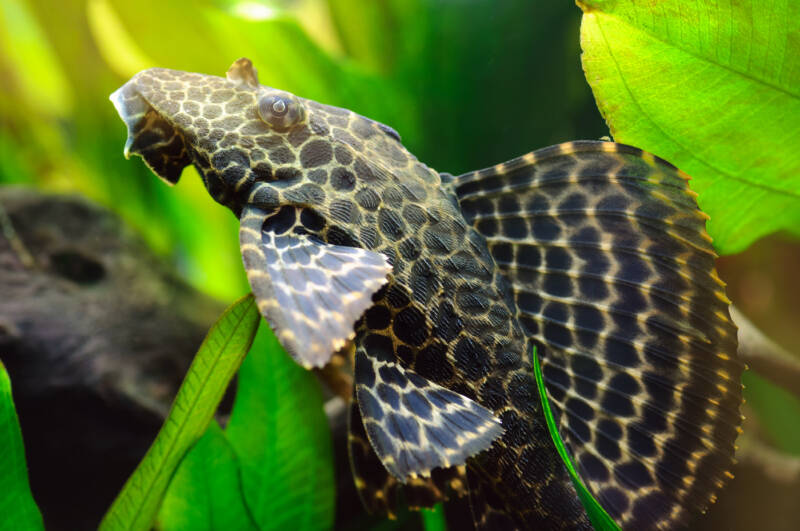 Plecostomus in search for algae on plants