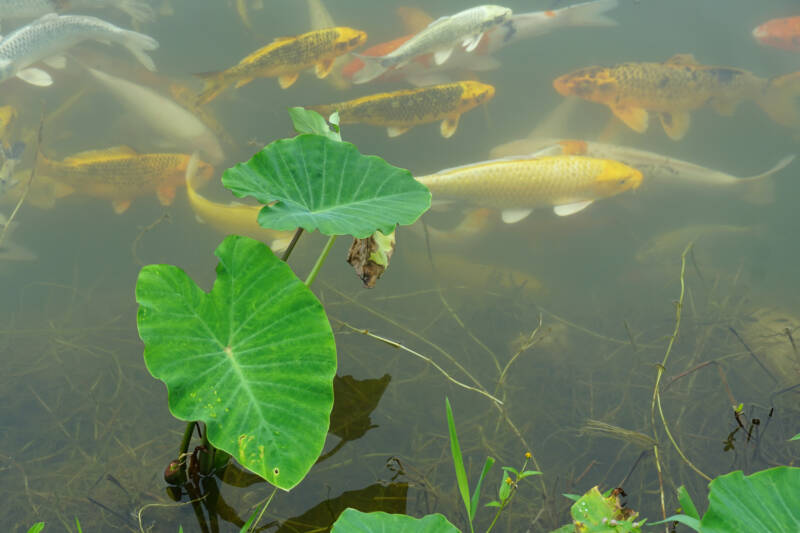 Top view of lotus leaves in pond, swimming carp goldfish in background