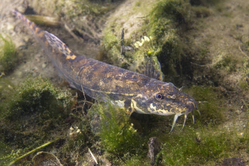 Pond loach feasting on algae on the bottom of a pond