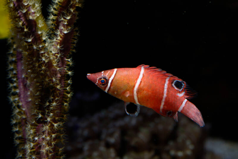 Wetmorella albofasciata known as well as possum wrasse swimming in a reef tank