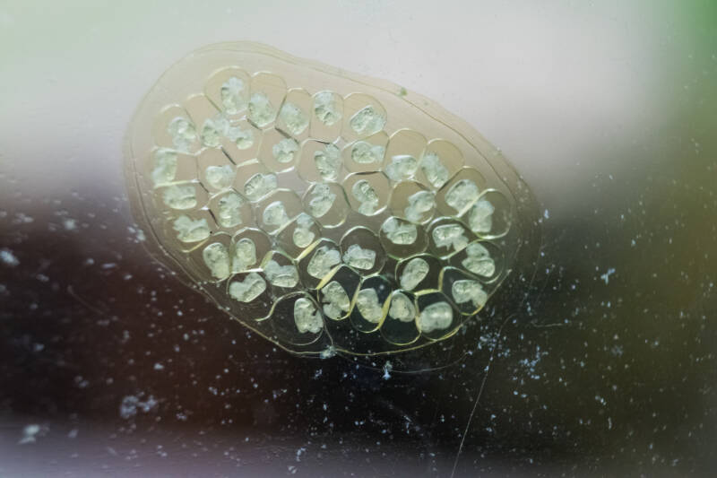 Eggs of Ramshorn snails, attached to the aquarium glass, almost ready to come out of the sac that protect them