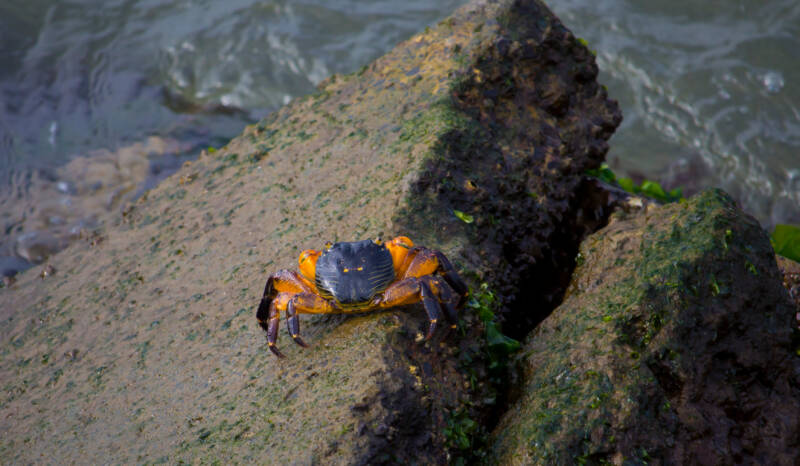 Perisesarma bidens known commonly as red claw crab staying on a huge rock