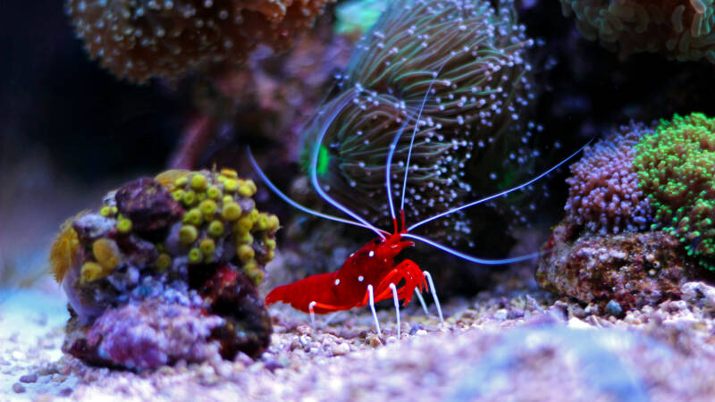 Red fire shrimp in saltwater aquarium with many corals