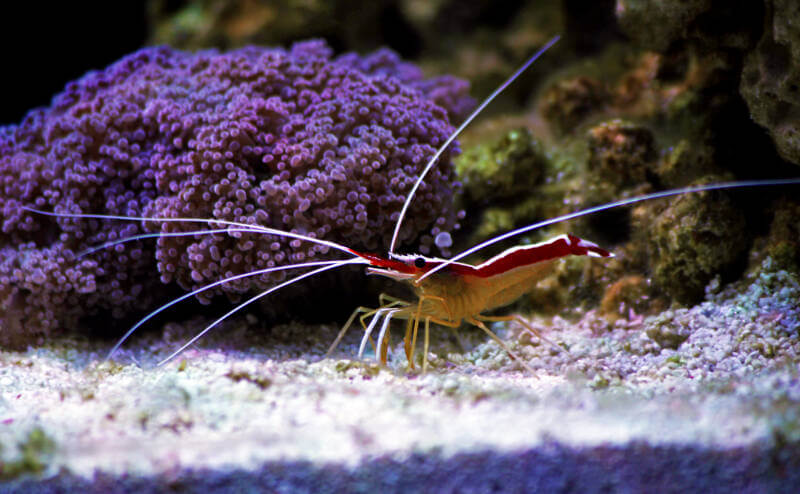 Red line shrimp in a reef tank with corals