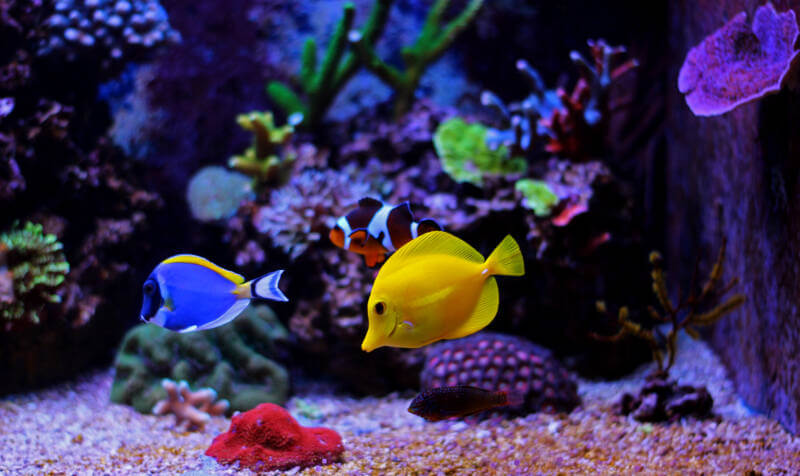 Reef tank with corals and reef safe saltwater fish