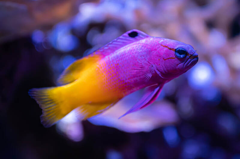 Gramma loreto known as well as royal gramma marco shot in a reef tank