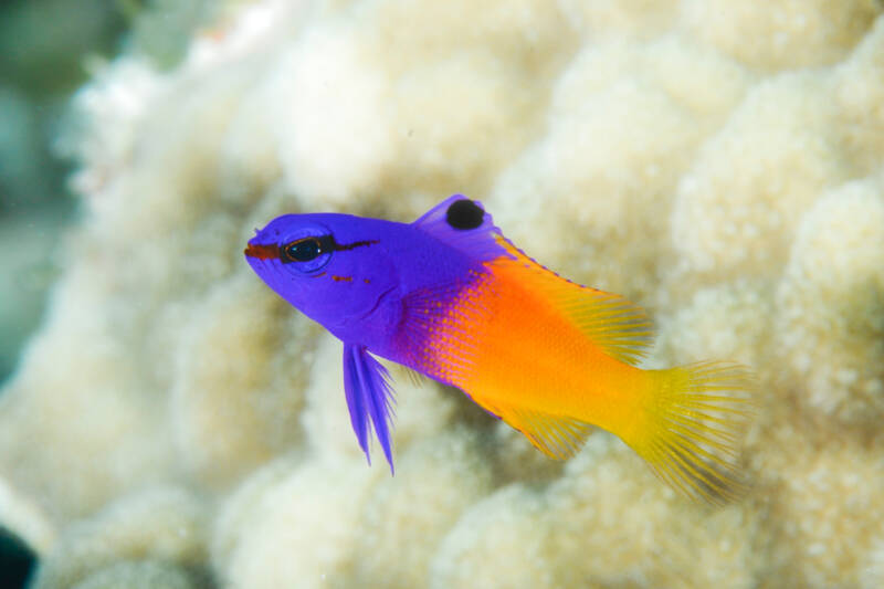 Gramma loreto also known as royal gramma swimming against a white coral in a reef tank