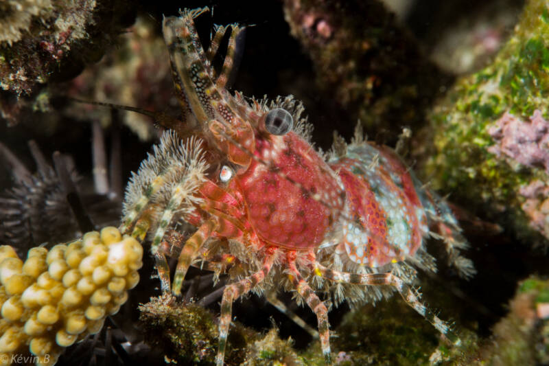 Saron marmoratus known as well as marbled shrimp on a coral