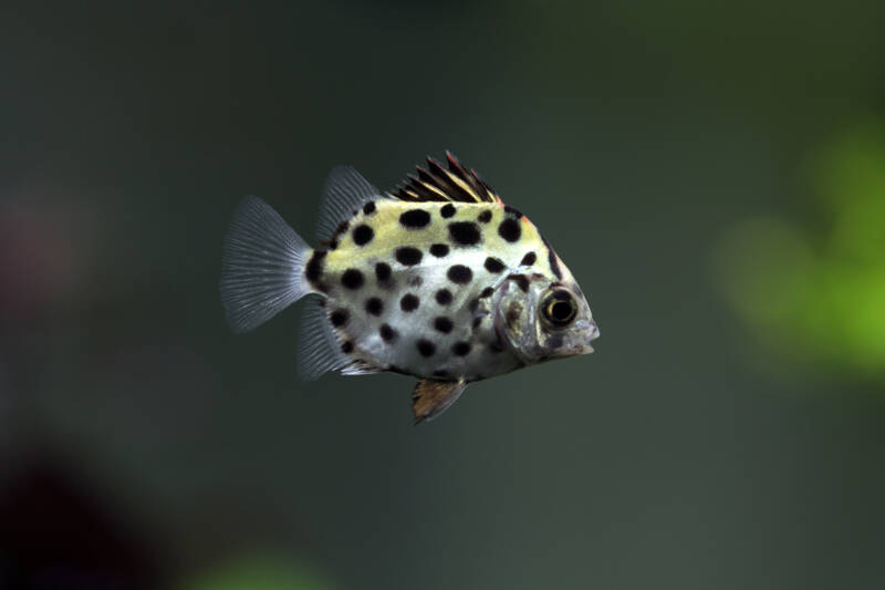 Scatophagus argus also known as scat fish swimming in a brackish water aquarium