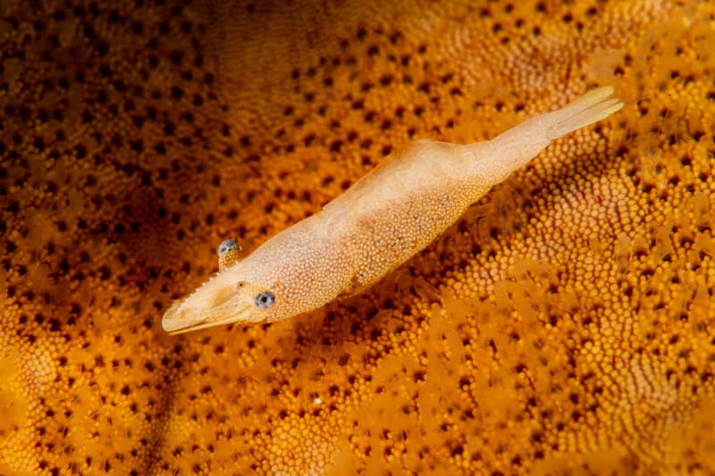 Periclimenes soror known as well as sea star shrimp staying on sea starfish