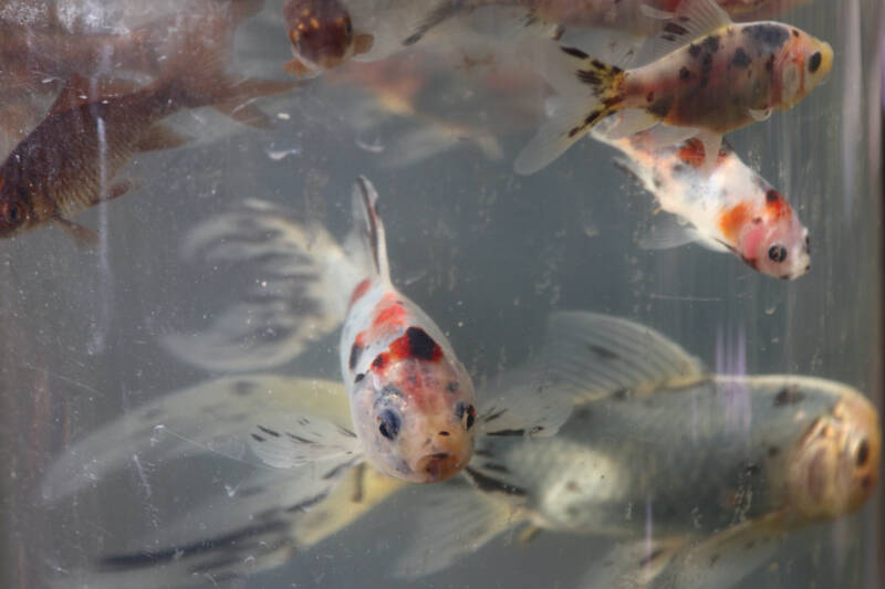 Group of Shubunkin goldfish swimming in a pond at the surface