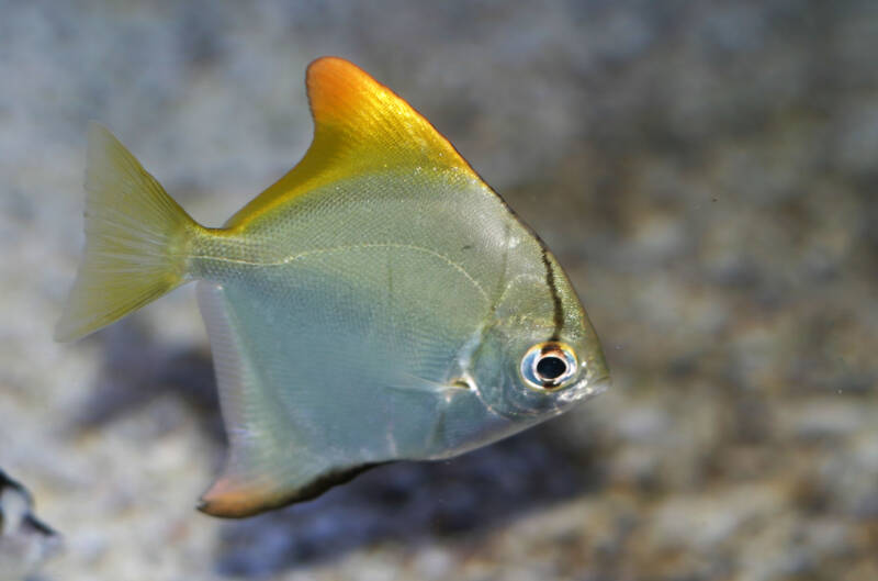 Silver moony or mono (Monodactylus argentus) in a brackish water aquarium