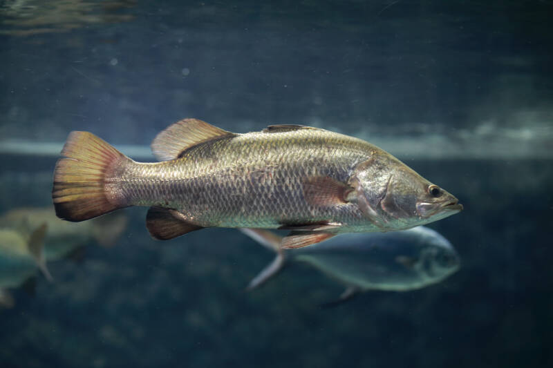 Silver perch swimming with other fish in the water. It is a perfect choice for the aquaponic setups