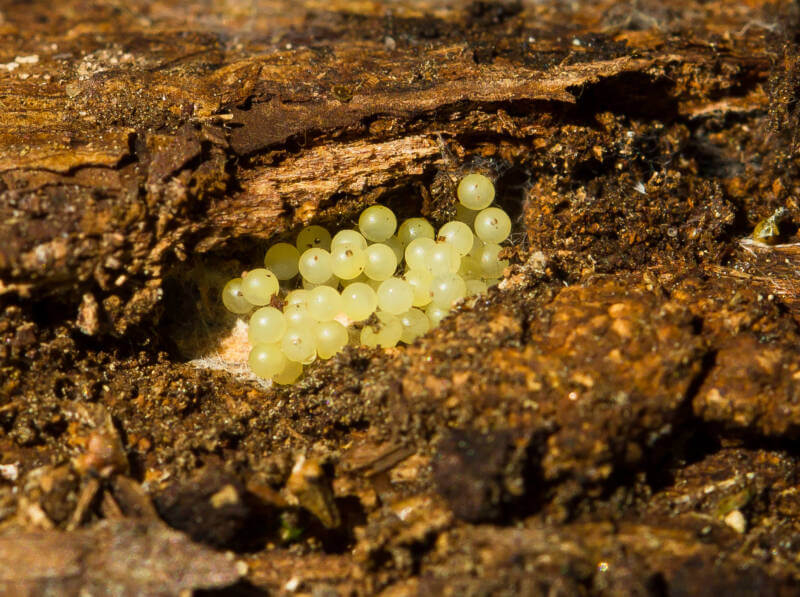 Single eggs laid in a driftwood in a freshwater aquarium