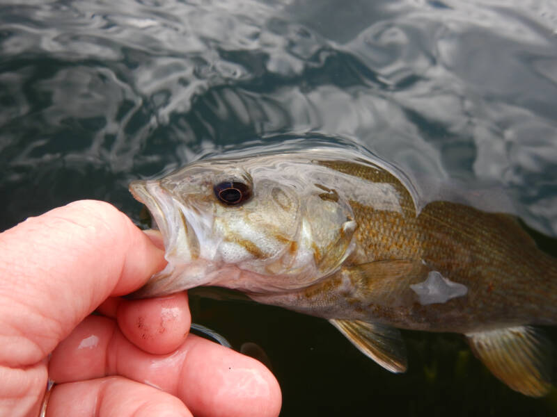 Smallmouth bass taken from the water by the mouth