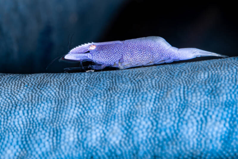 Blue sea star commensal shrimp on a blue starfish